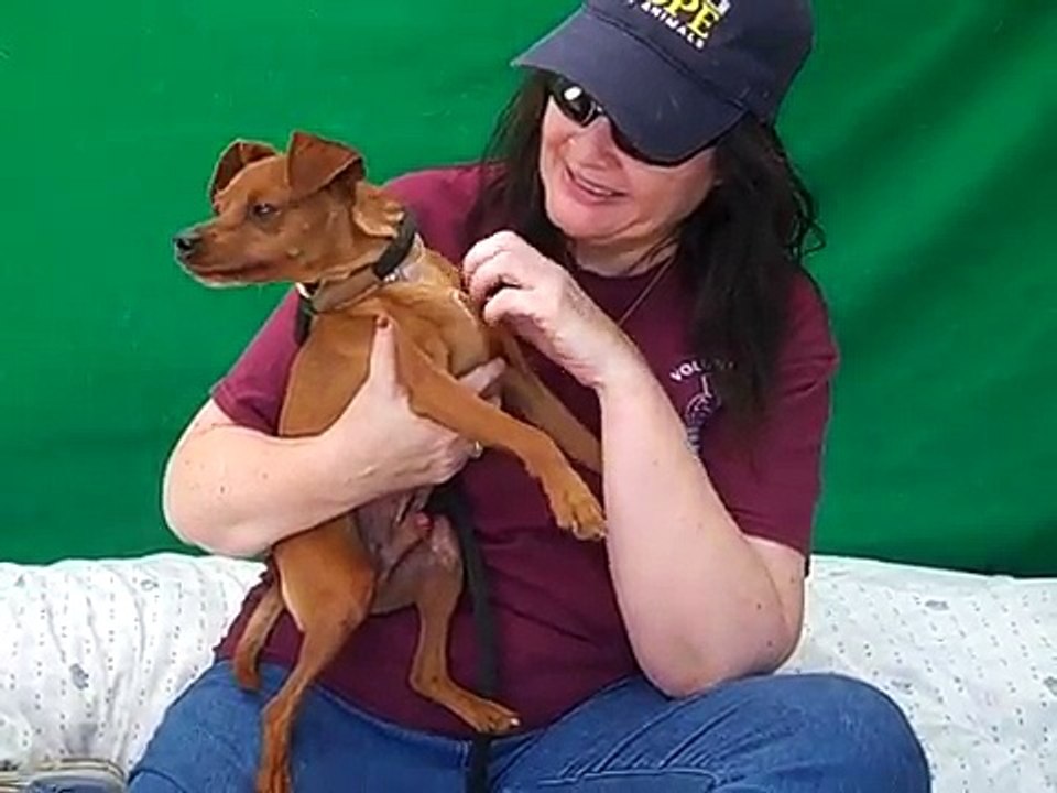 A5127972 Izzy | Miniature Pinscher/ Dachshund