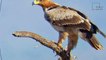 Interesting facts about Tawny  Eagle by weird square