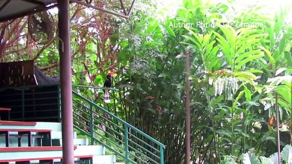 Show Bird - Pet Great Hornbill