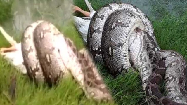 Python found in Baba Saheb Bhimrao Ambedkar University | Oneindia News