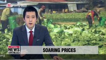 South Korea's intense heatwave drives up agricultural products prices