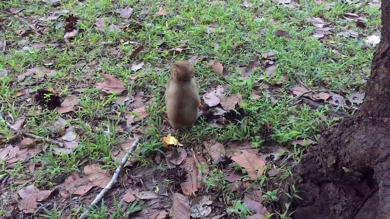 give feed poor monkey Rose But she full,Mix Animal
