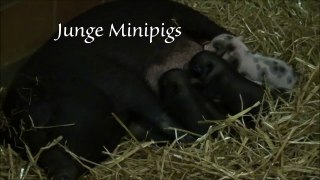Young mini pigs