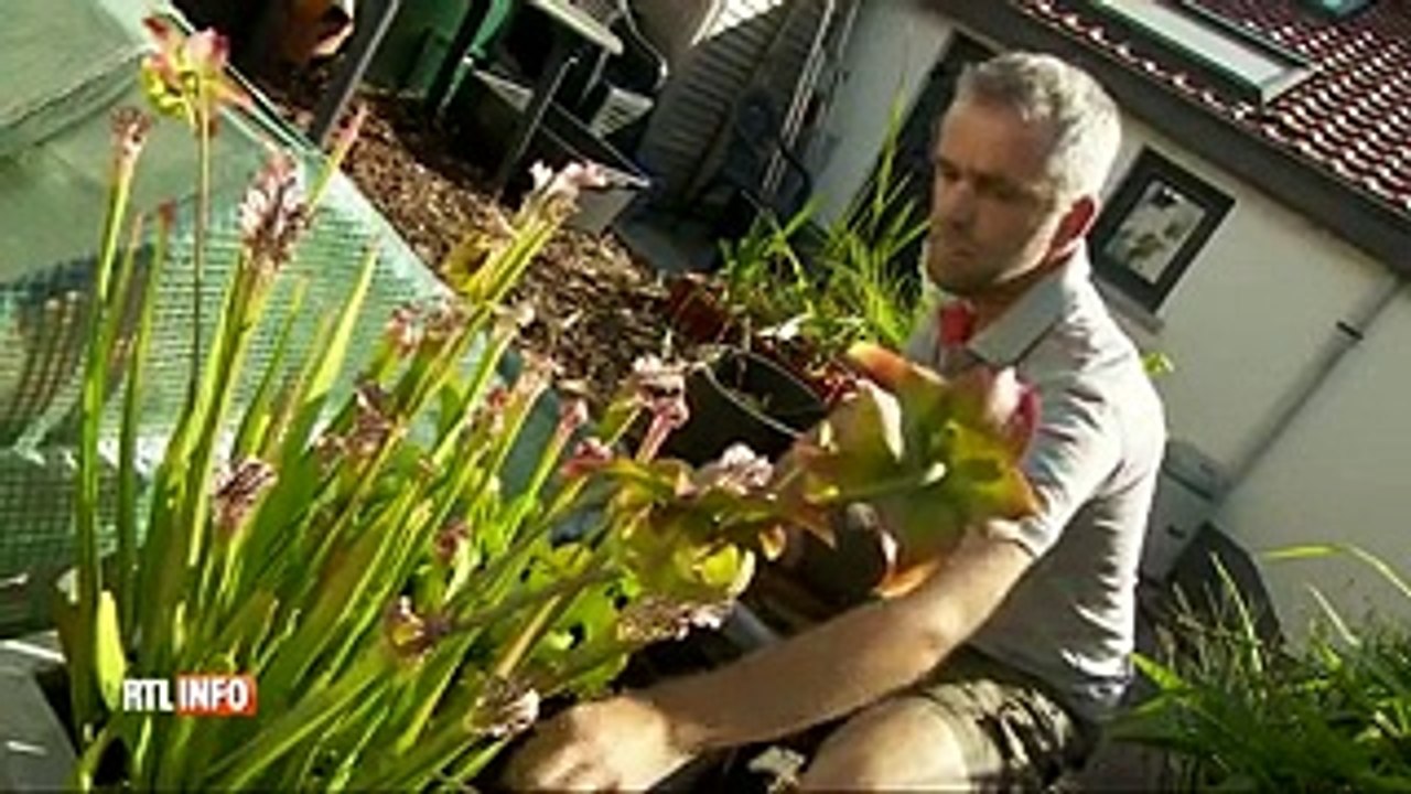 Enghien: 5 bananes ont poussé dans son jardin