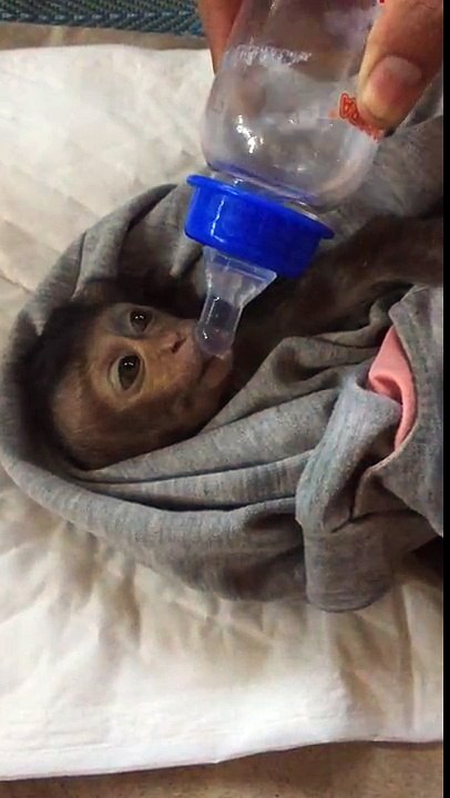 Baby Monkey Lori Better than Before,Lori can drink Milk a lot,Mix Animal