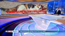 Gaia est en campagne en faveur de la stérilisation des chats