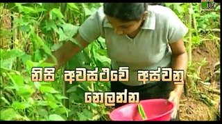 Department Of Agriculture Sri lanka Krushi tv channel-නිසි අවස්ථාවේ අස්වනු නෙලන්න