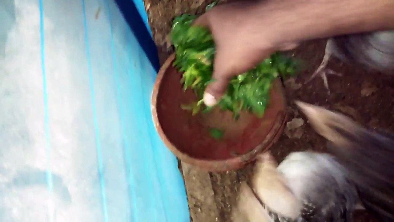 Turkey farmers show great success in Bangladesh