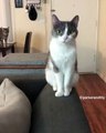 My cats like to perform new moves on camera