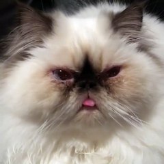 My cat learned to play again the game with the strange looking and toungh off her Mouse