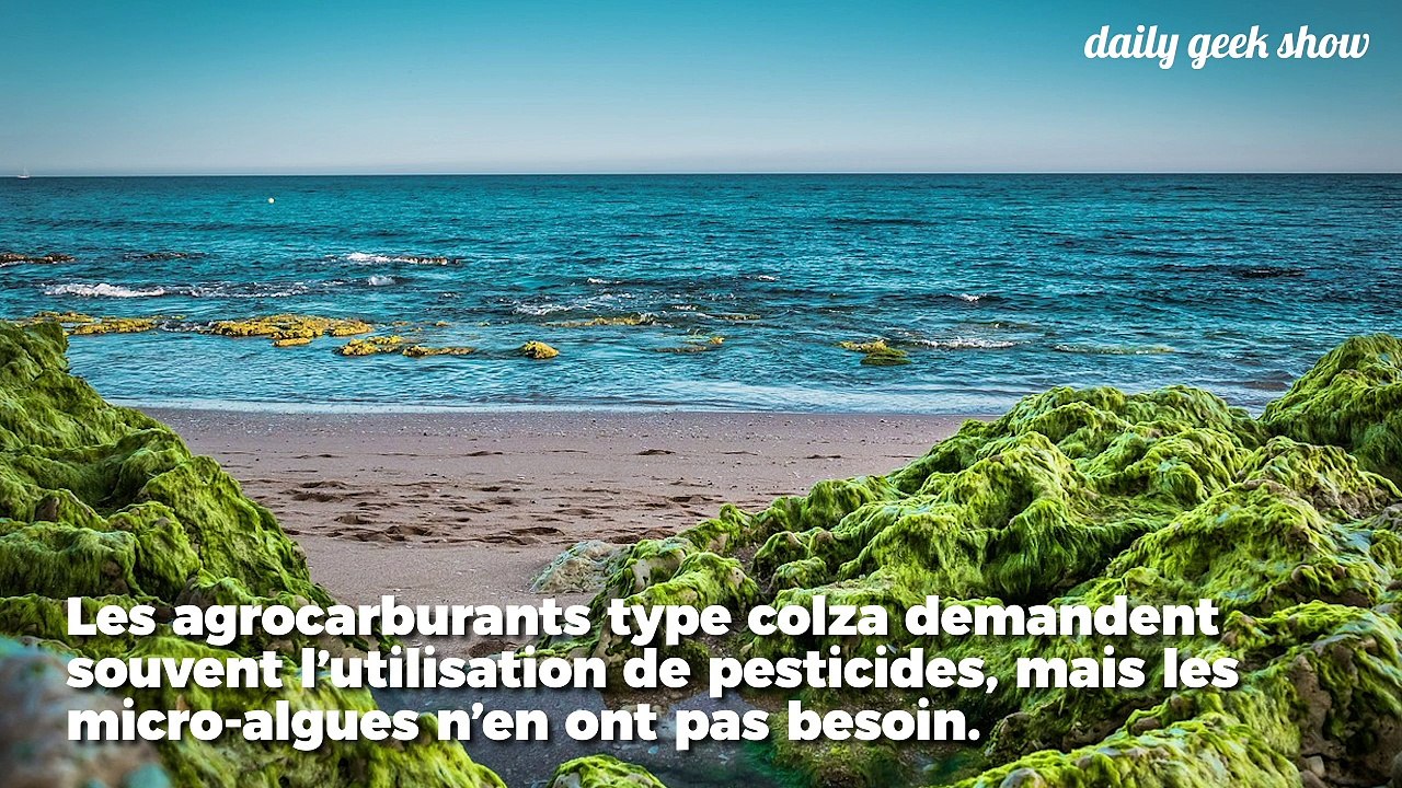 Bientôt, votre voiture pourra carburer aux algues et préserver l’environnement