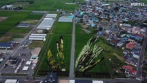 Arroz...arte! Plantações de arroz se transformam em arte no Japão