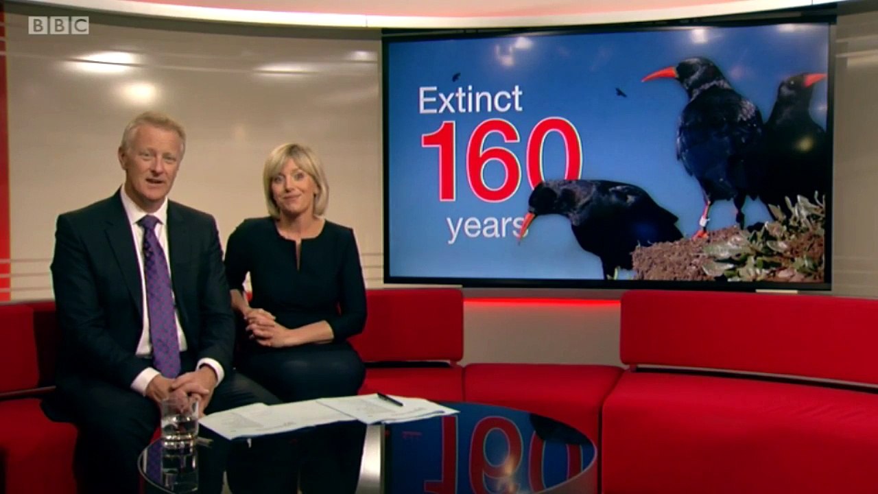 First ‘Chough’ Chick Born in Kent for 150 years! Evening News