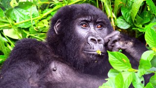 5h38m14s14f Maiyishia's Mountain Gorilla Family Killed for Wood Charcoal - TR2016a