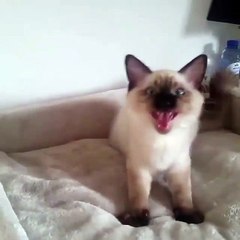 My cat just walk up and looking for me