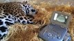 Pregnant Mama Jaguar Who Killed Her Last 2 Cubs Ends Up Giving Vets The Fight Of Their Lives