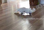 Harley the Cockatoo Suddenly Recognizes the Beauty of a Floor