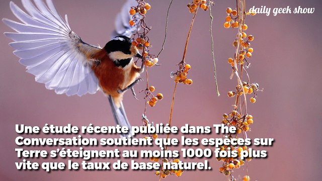 L’extinction des espèces est un processus naturel... Sauf qu'aujourd'hui il va 1 000 fois trop vite