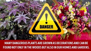 11 Dangerous Plants That Can Hurt You