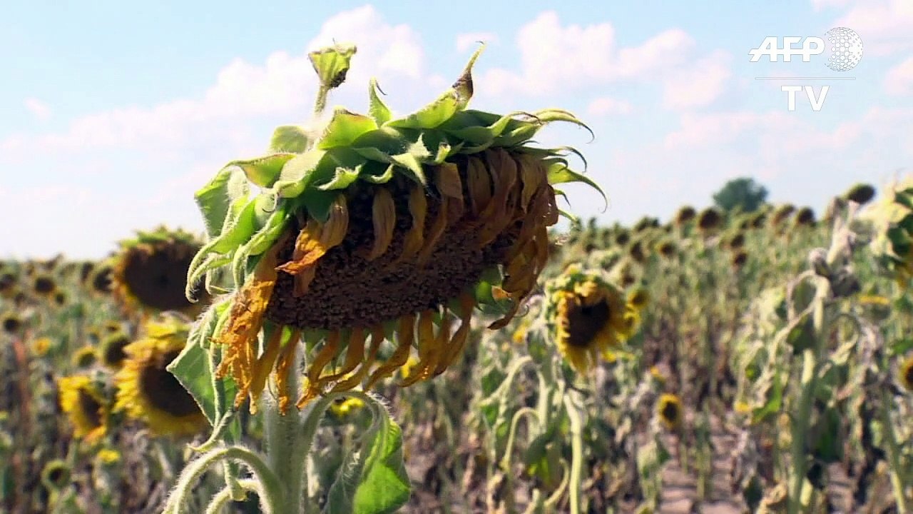 Dürre und Hitze setzen deutschen Landwirten zu
