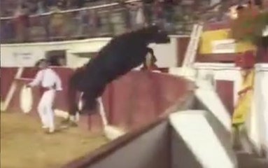 Landes : Une vachette saute dans les gradins et sème la panique