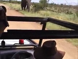 Bull elephants fighting