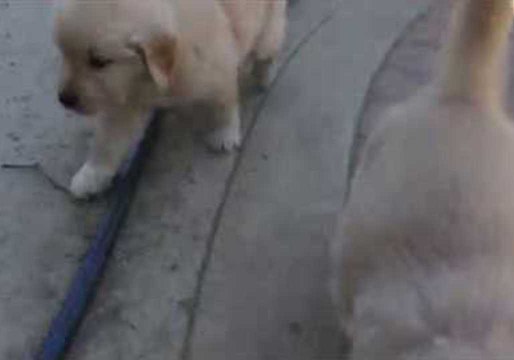 Golden Retriever Mama Can't Escape Her Playful Pups