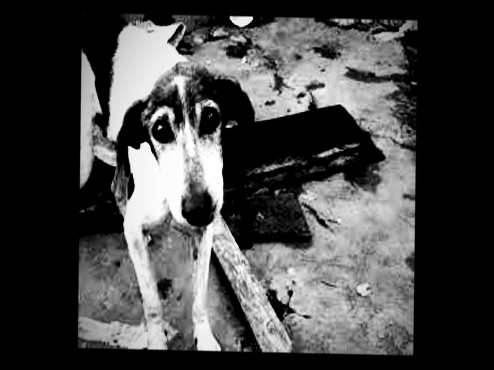 LOS 6 ABANDONOS DE PERRITOS MAS TRISTES Y DESGARRADORES QUE TE HARAN LLORAR | OSCAR JACK