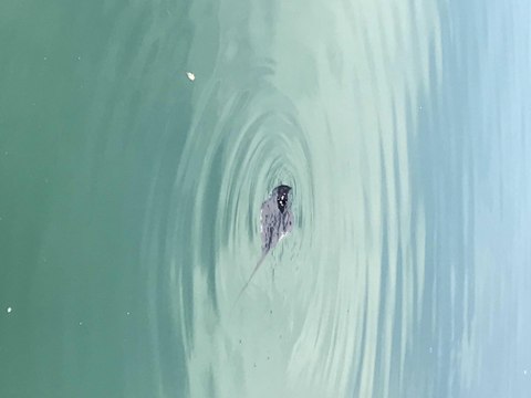 Une raie pastenague violette observée cet après-midi à L'Estaque