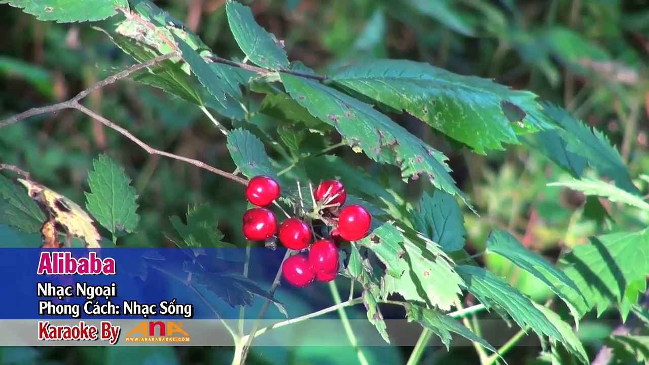 [KARAOKE ANA] ALIBABA KARAOKE NHẠC SỐNG