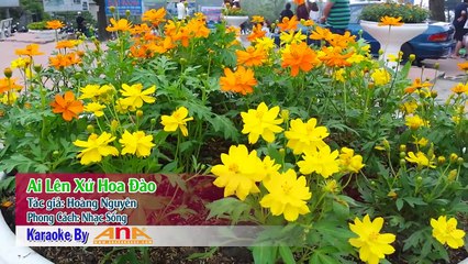 [KARAOKE ANA] AI LÊN XỨ HOA ĐÀO - NHẠC SỐNG - KARAOKE
