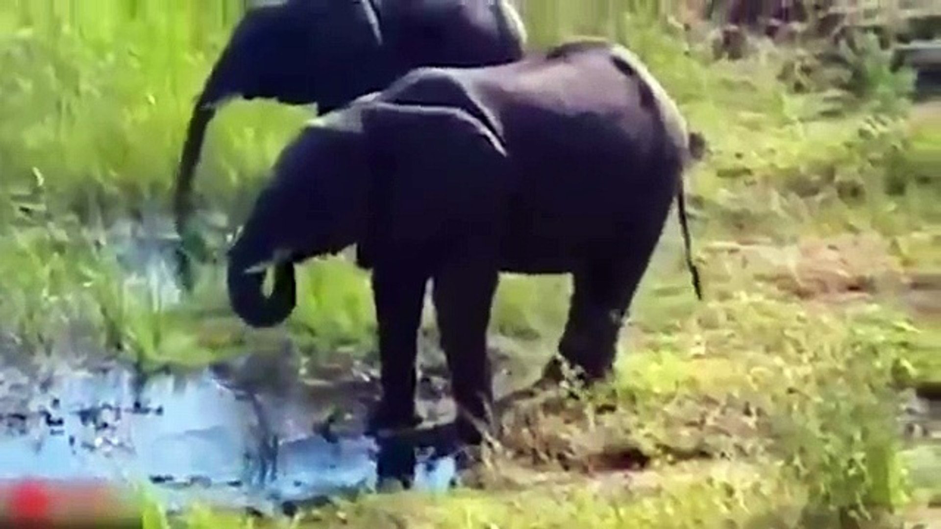 ⁣All About Elephants - Mother Elephant Defends Her Baby From Two Hippo _ Elephants rescue Elephants f