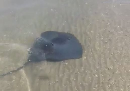 Une raie venimeuse repérée près du rivage à Fos-sur-Mer ce matin