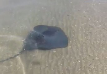 Une raie venimeuse repérée près du rivage  à Fos-sur-Mer ce matin