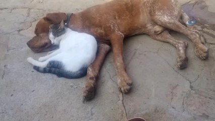 Salihli'de Kedi ve Köpeğin Dostluğu Şaşırtıyor
