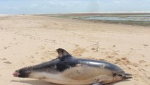 Tote Delfine an Frankreichs Küsten: Wie kommen die Meeressäuger um?