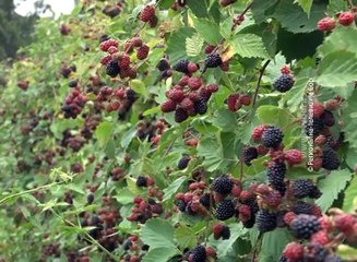 Borski voćari nemaju kome da prodaju kupine, 1. avgust 2018. (RTV Bor)