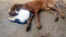 Salihli'de kedi ve köpeğin dostluğu şaşırtıyor