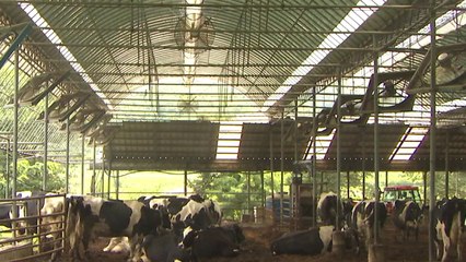 멈출 줄 모르는 폭염에 가축도 지친다 / YTN