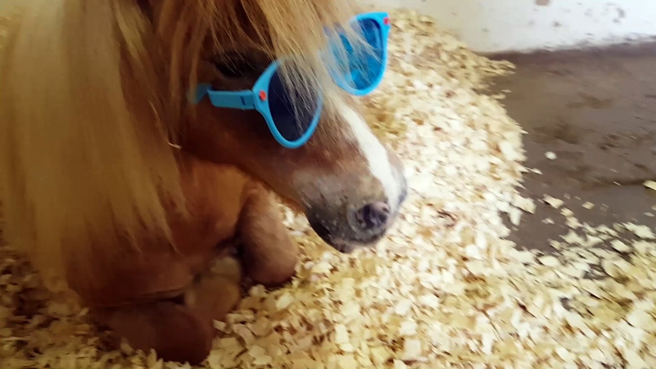 Horse Wearing Sunglasses video Dailymotion