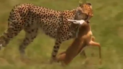 National Geographic Wild - Cheetah  Fatal Instinct - Documentary