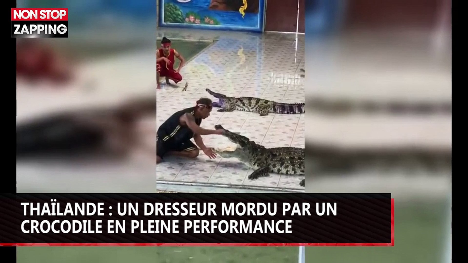 Thaïlande Un Dompteur Mordu Par Un Crocodile La Vidéo Choc