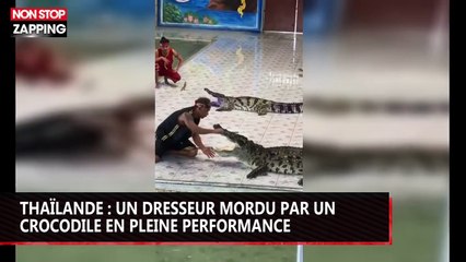 Thaïlande : un dompteur mordu par un crocodile, la vidéo choc