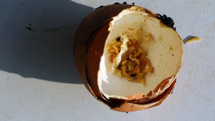 Worms trying to get out of an eggshell.