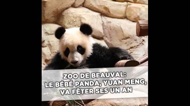 Le bébé panda Yuan Meng va fêter ses un an au zoo de Beauval