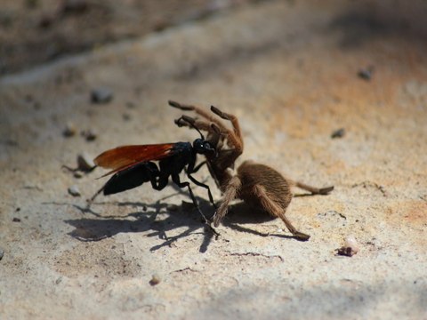 SCARY! 5 creepy bugs in Arizona - ABC15 Digital