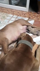 Thirsty Dogs Enjoy Mother's Milk