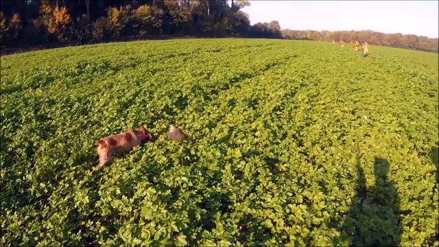 TOP 10 de charge de sangliers ! Attack of Wild Boar !!!