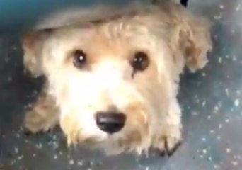 A Woman Felt Something Lick Her Toes on a London Bus and Found a Cute Culprit
