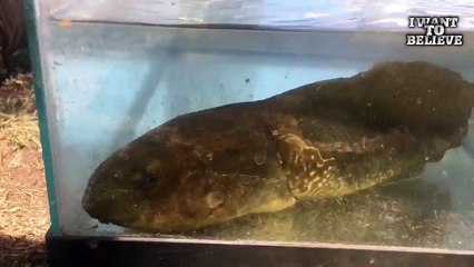 In Arizona probably caught the biggest tadpole in the world